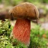 Neoboletus luridiformis, Flockenstieliger Hexenröhrling
